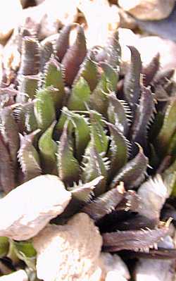(Haworthia monticola var. monticola )