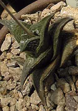 (Haworthia nigra var. nigra )