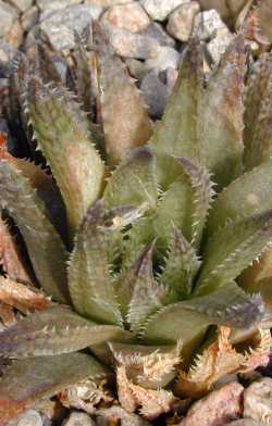 (Haworthia reticulata fa. ambigua)