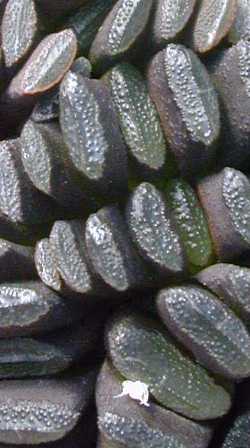 (Haworthia truncata var. tenuis )
