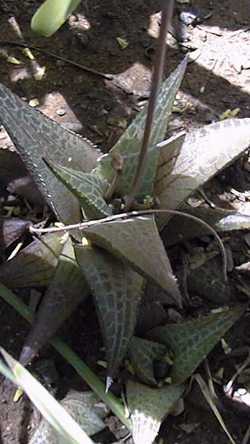 (Haworthia venosa ssp. venosa )