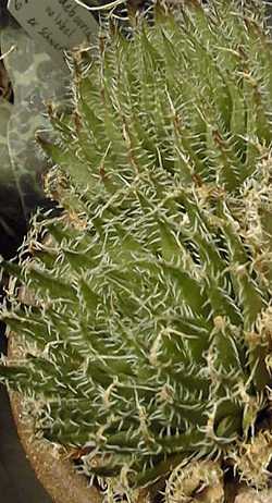 (Haworthia arachnoidea var. xiphiophylla )