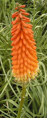 Red Hot Poker, Torch lily, Poker Plant(Kniphofia uvaria)