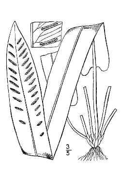 Hart's Tongue Fern(Asplenium scolopendrium var. americanum )