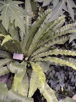 Bird's Nest Fern(Asplenium nidus)