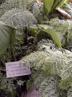 Mother Fern(Asplenium viviparum)