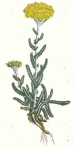 Woolly Yarrow(Achillea millefolium var. occidentalis )