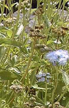 Flattop Ageratum, Butterfly Mist(Ageratum corymbosum)