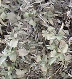 Triangle Leaf Bursage, Rabbit Bush(Ambrosia deltoidea)
