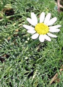 Mount Atlas Daisy(Anacyclus depressus)