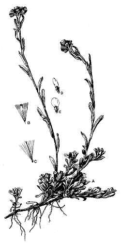 Littleleaf Pussytoes(Antennaria microphylla)