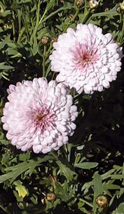 Marguerite 'Summer Melody'(Argyranthemum 'Summer Melody')