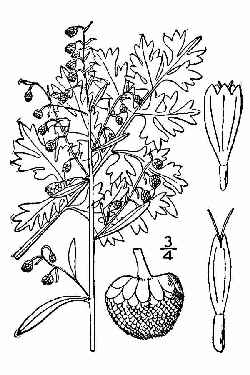 Absinthium(Artemisia absinthium)