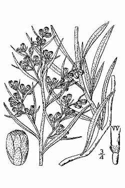Silver Sagebrush(Artemisia cana)