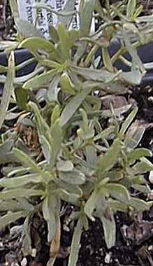 French Tarragon, True Tarragon(Artemisia dracunculus)