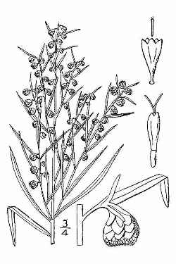 French Tarragon, True Tarragon(Artemisia dracunculus)