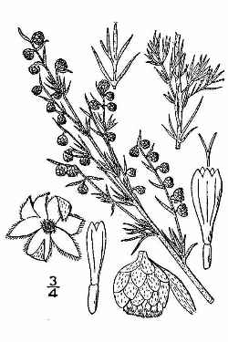 Prairie Sagewort, Fringed Sagebrush(Artemisia frigida)