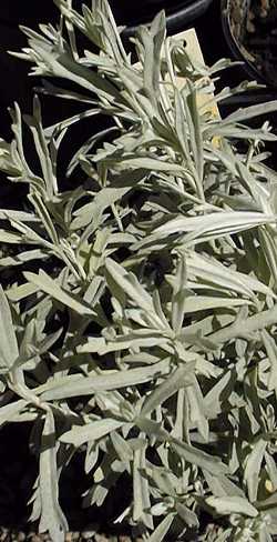 Native Wormwood, White Sage(Artemisia ludoviciana)