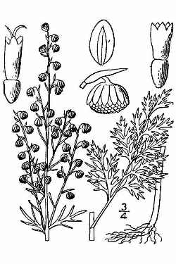 Roman Wormwood(Artemisia pontica)