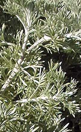 Sandhill Sage, Sandhill Wormwood(Artemisia pycnocephala)