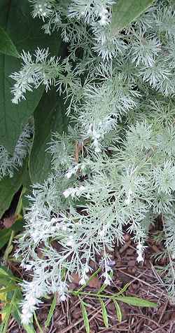 Silver Mound Artemisia, Angel's Hair(Artemisia schmidtiana)
