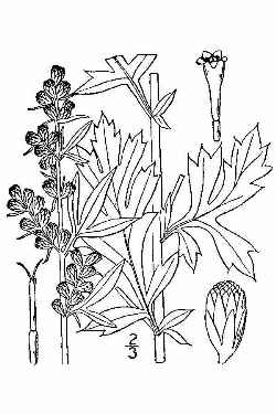 Common Wormwood, mugwort(Artemisia vulgaris)