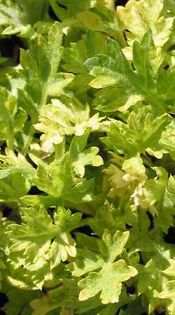 Common Wormwood, mugwort(Artemisia vulgaris)