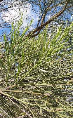Desert Broom(Baccharis sarothroides)