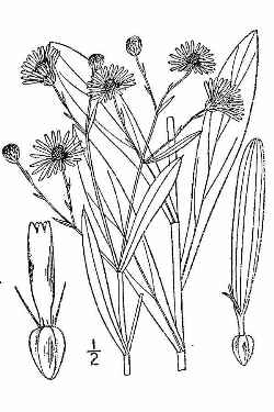 White Doll's Daisy, False Aster(Boltonia asteroides)