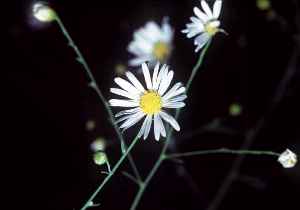 White Doll's Daisy, False Aster(Boltonia asteroides)
