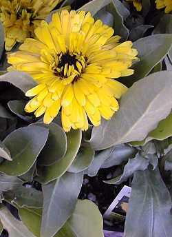 Pot marigold(Calendula officinalis)