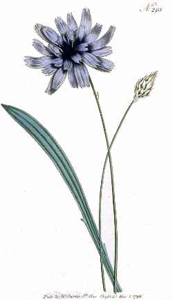 Blue Cupids Dart(Catananche caerulea)