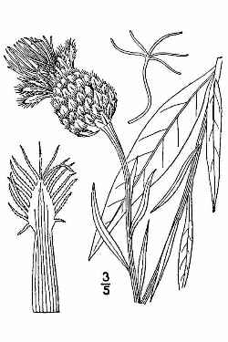 American Star-Thistle, Basket Flower(Centaurea americana)