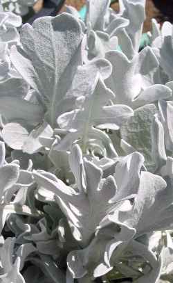 Dusty Miller(Centaurea cineraria)