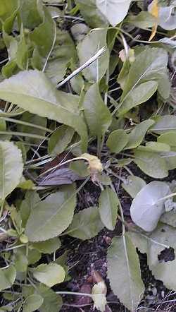 Costmary, Alecost(Balsamita major)