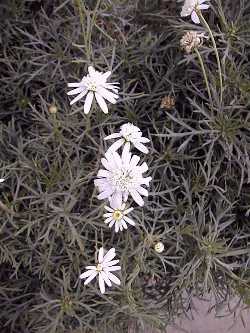 Marguerite Daisy, Paris Daisy(Argyranthemum frutescens)