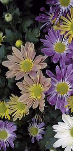 Florists' Chrysanthemum(Chrysanthemum morifolium)