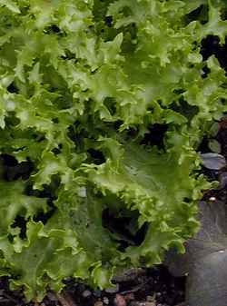 Chicory(Cichorium endivia)