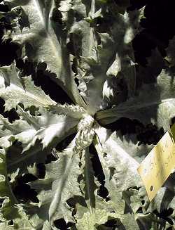 Scottish Thistle, Bull Thistle(Cirsium vulgare)