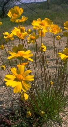 Desert Coreopsis, Bigelow Coreopsis(Coreopsis bigelovii)
