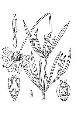 Coreopsis, Tickseed(Coreopsis grandiflora)