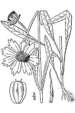 Lanceleaf Coreopsis(Coreopsis lanceolata)