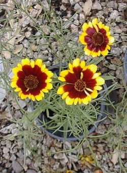 Calliopsis, Annual Coreopsis, Plains Coreopsis(Coreopsis tinctoria)