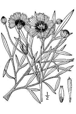 Calliopsis, Annual Coreopsis, Plains Coreopsis(Coreopsis tinctoria)