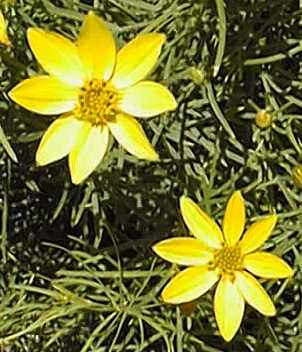 Threadleaf Coreopsis(Coreopsis verticillata)