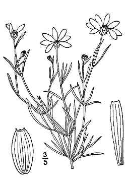 Threadleaf Coreopsis(Coreopsis verticillata)