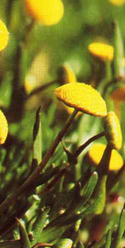 Water Buttons, Brass Buttons(Cotula coronopifolia)