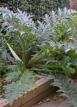 Artichoke(Cynara scolymus)