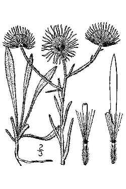 Fleabane Daisy, Green Rabbit bush(Erigeron divergens)