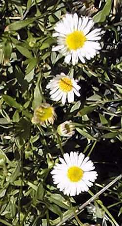 Mexican Daisy, Santa Barbara Daisy(Erigeron karvinskianus)